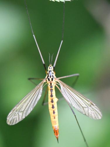 Nephrotoma flavescens